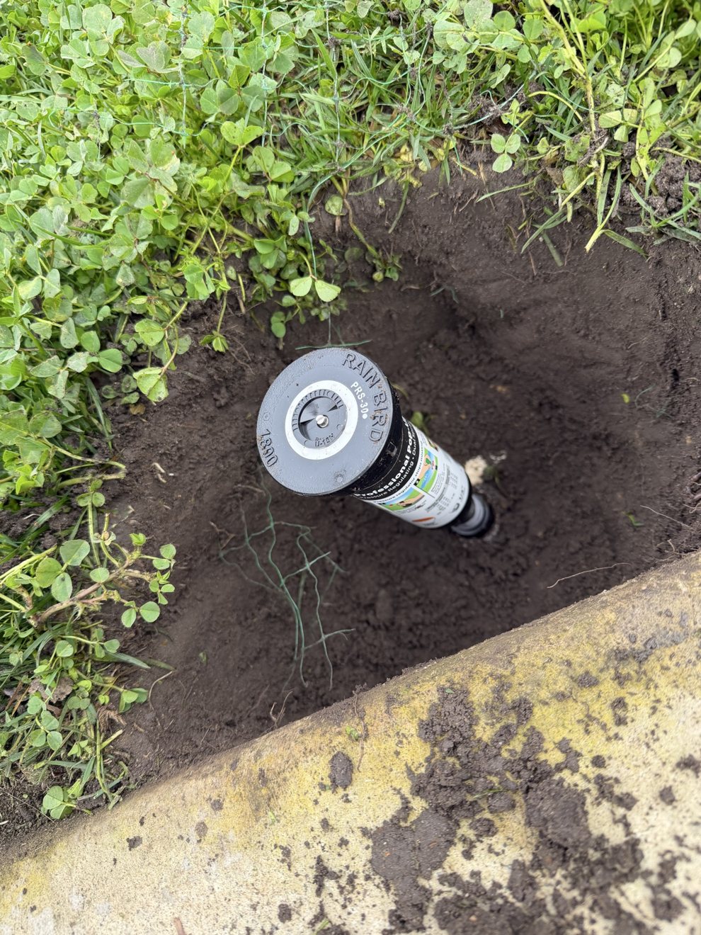 Rain Bird sprinkler head being installed in a lawn